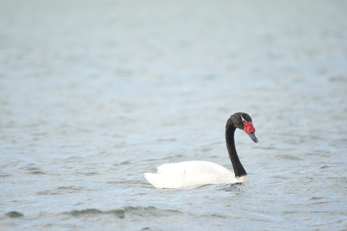 Black-necked Swan - ML553029371