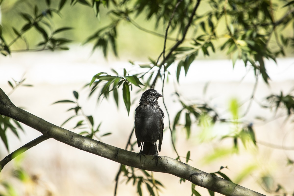 Austral Blackbird - Jano Román