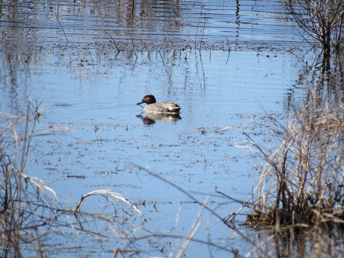 Green-winged Teal - ML553035181
