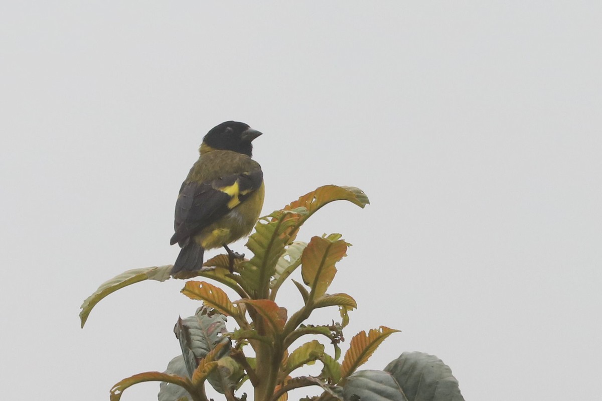 Olivaceous Siskin - ML553036451