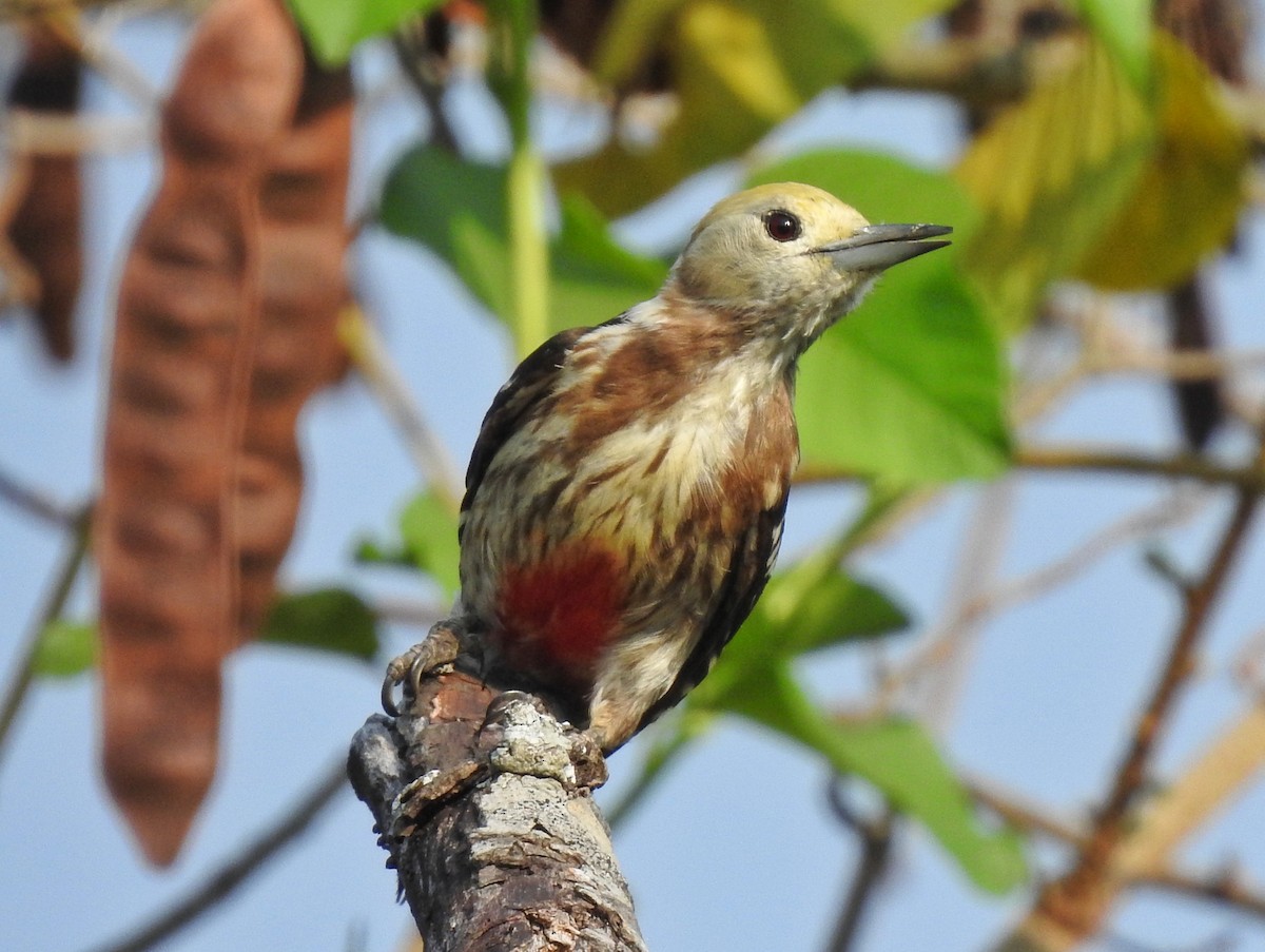 Yellow-crowned Woodpecker - ML553039181