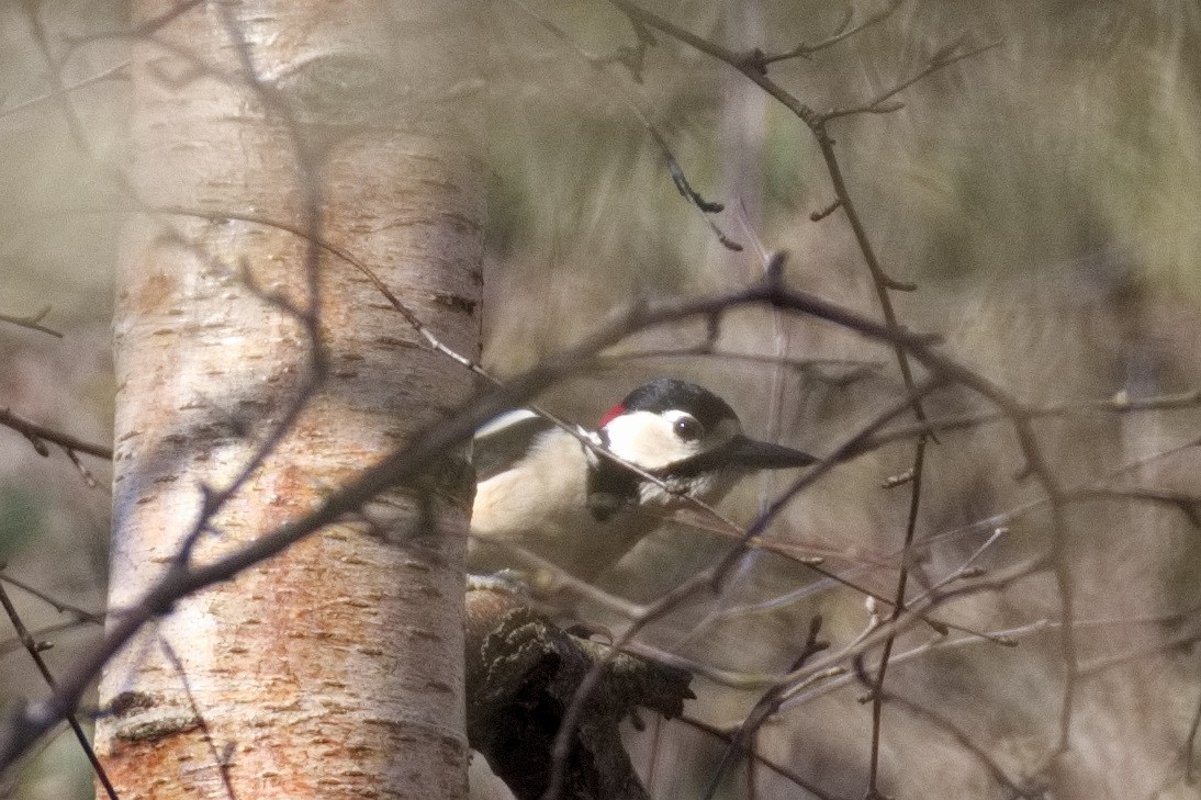 Great Spotted Woodpecker - ML553040681