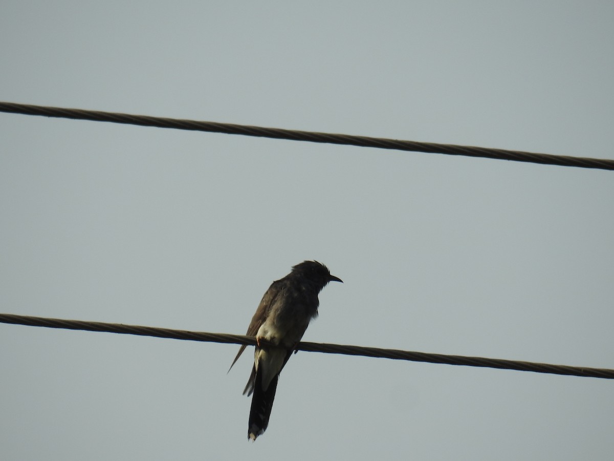 Gray-bellied Cuckoo - ML55304281