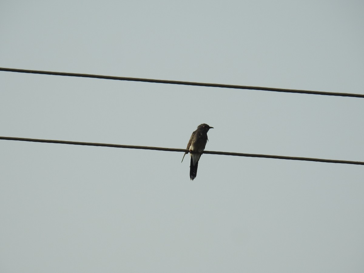 Gray-bellied Cuckoo - ML55304291