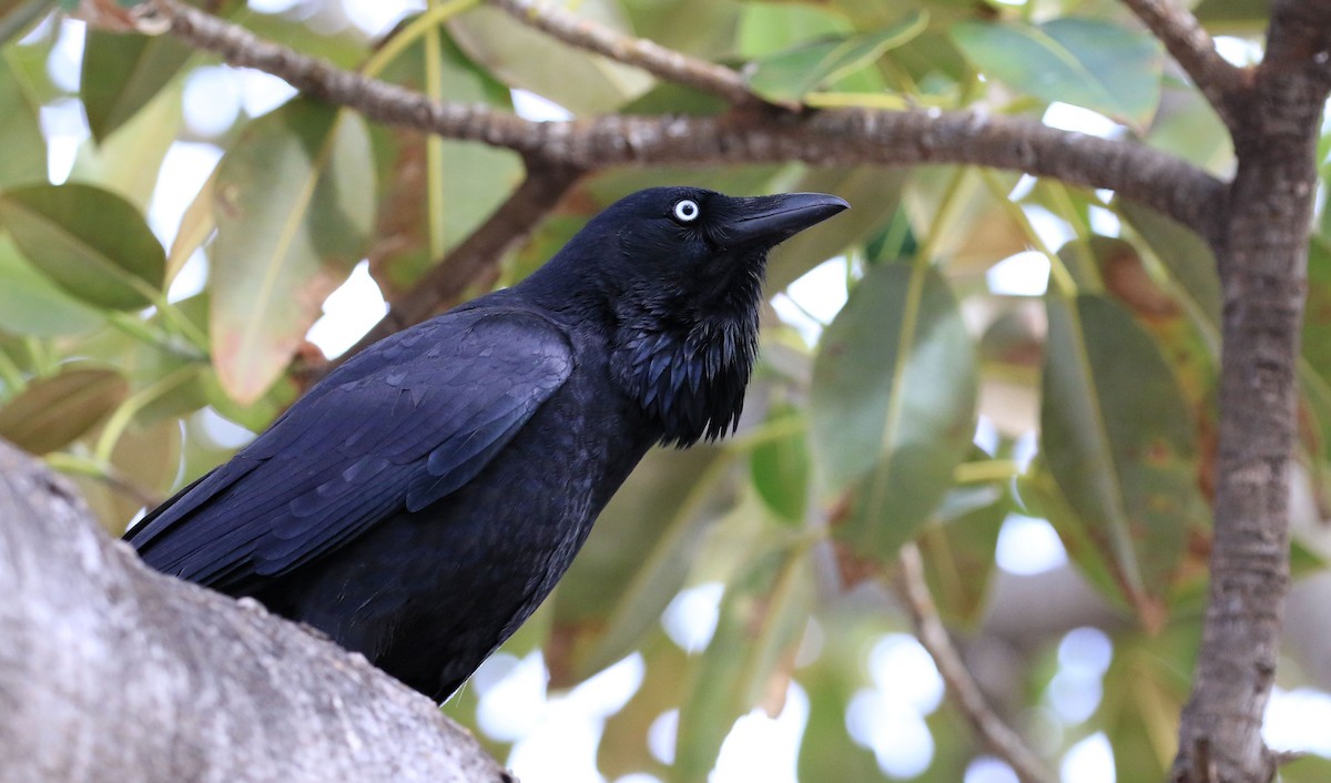 Australian Raven - Patrick MONNEY