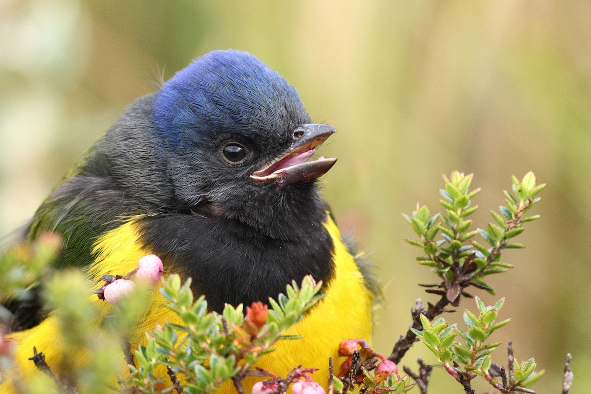 Black-chested Mountain Tanager - ML553054291