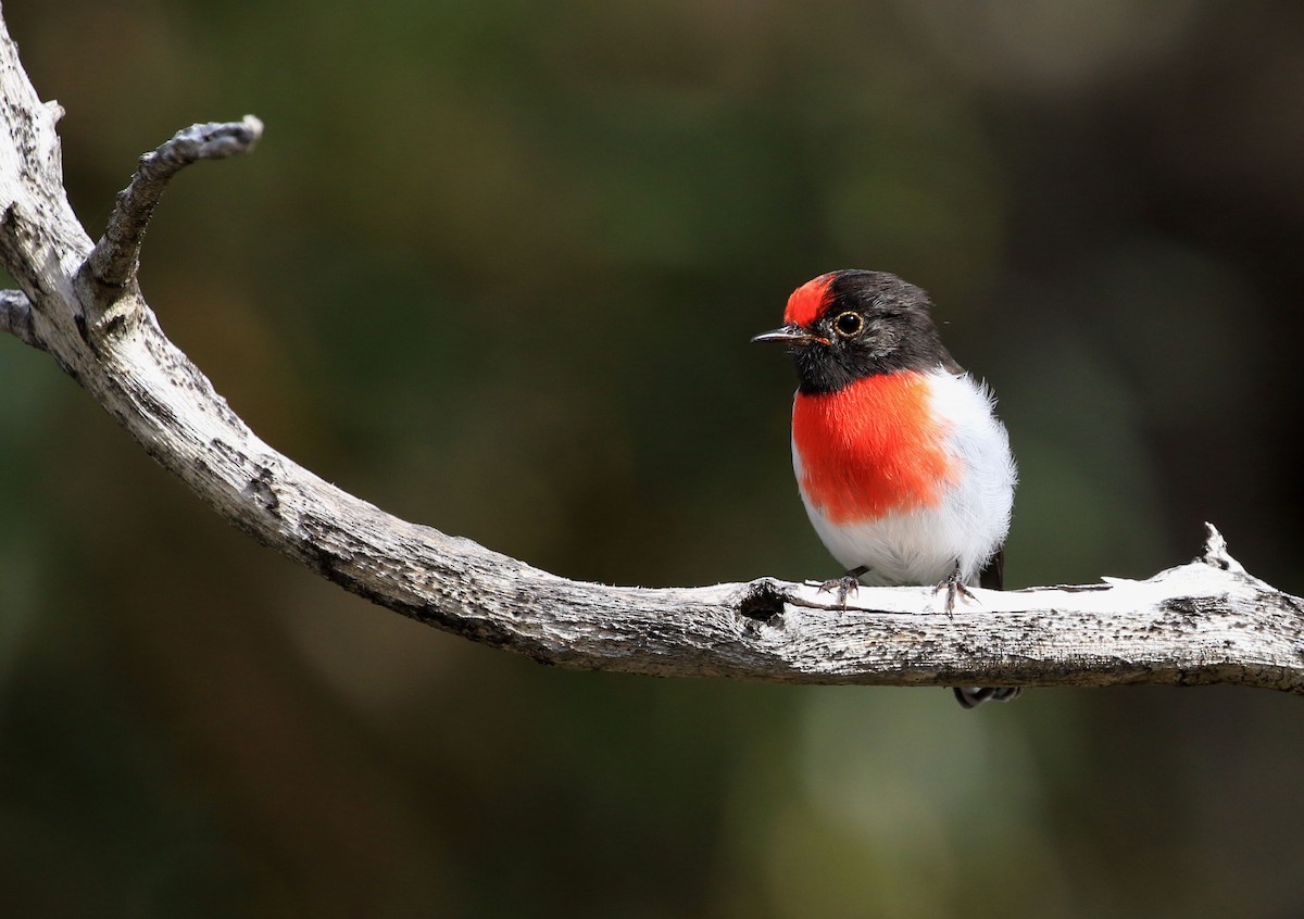 Red-capped Robin - ML55305441
