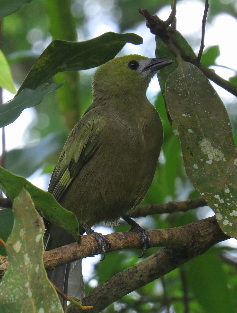 Palm Tanager - ML553055791