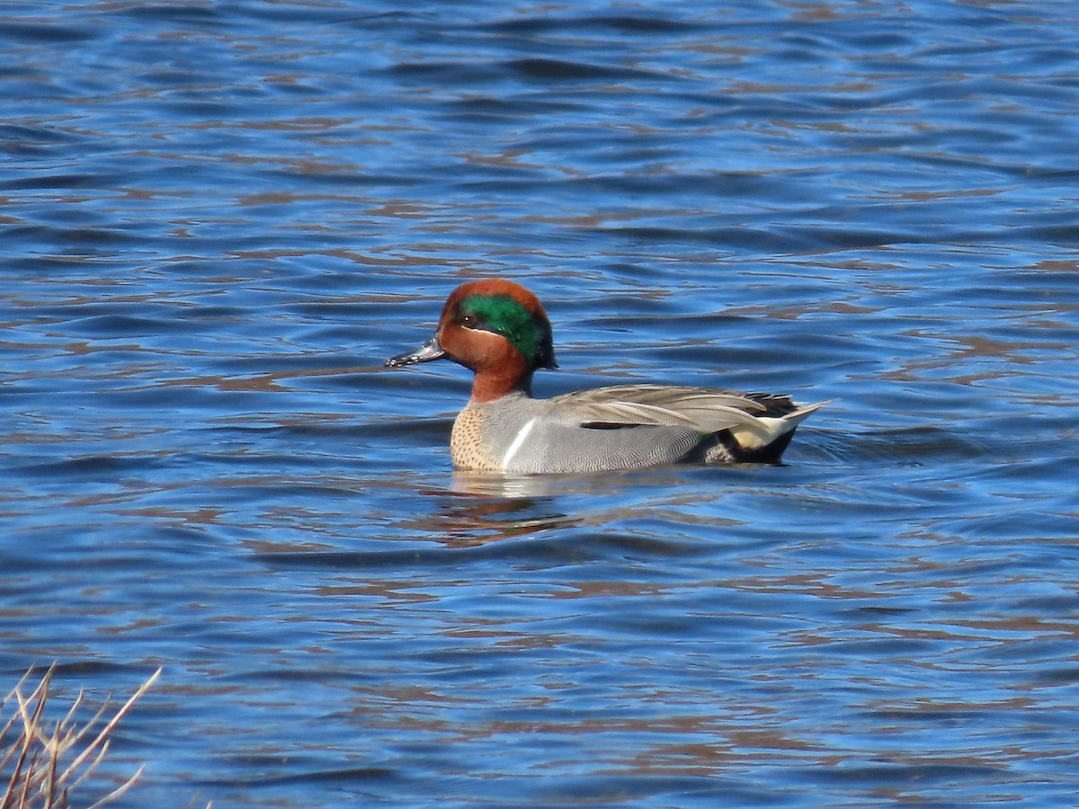 Green-winged Teal - ML553057121