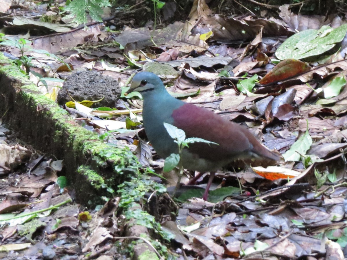 Buff-fronted Quail-Dove - ML553062671