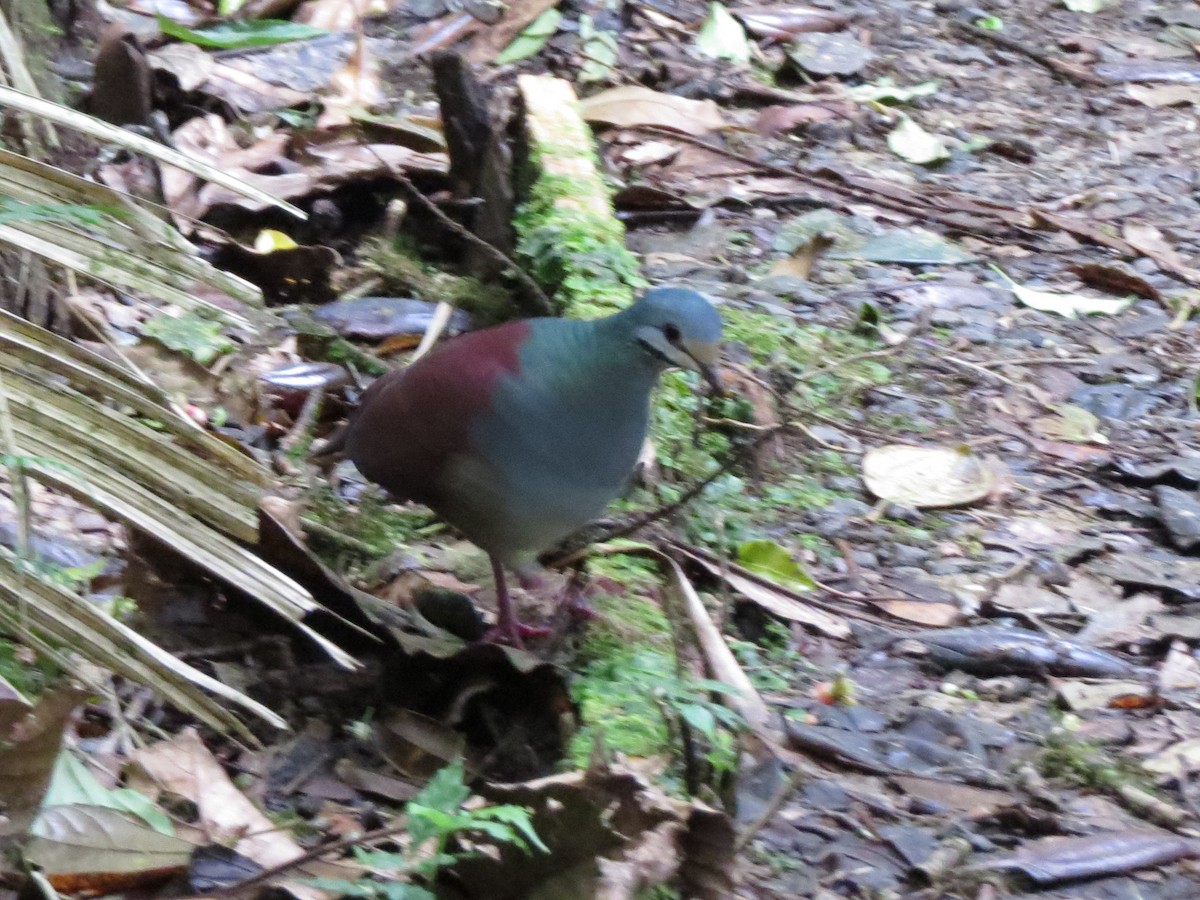 Buff-fronted Quail-Dove - ML553062701