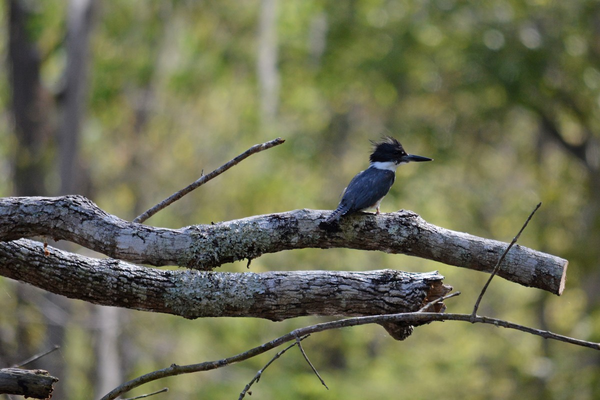 Belted Kingfisher - ML553066361