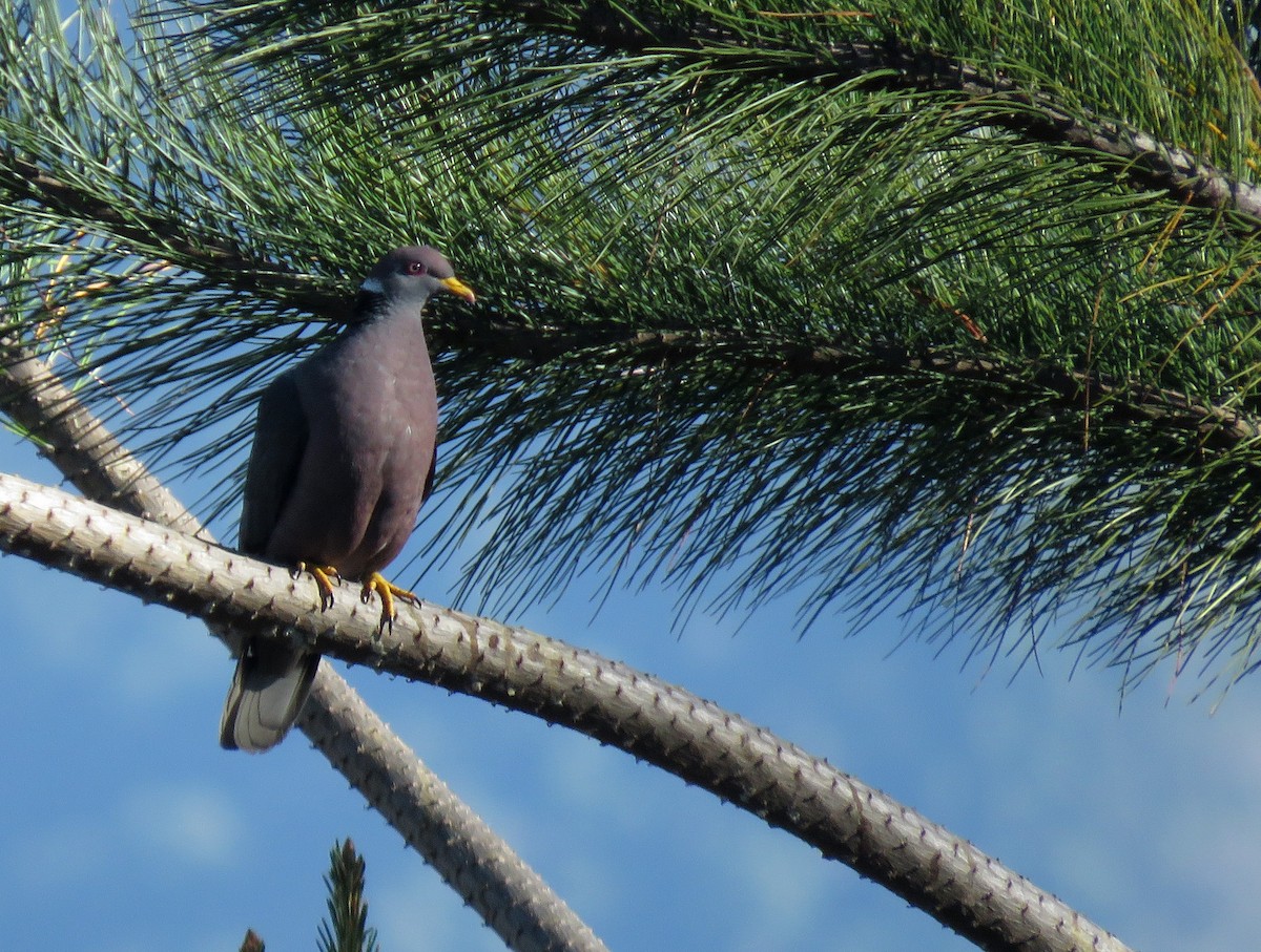 Band-tailed Pigeon - ML553066391