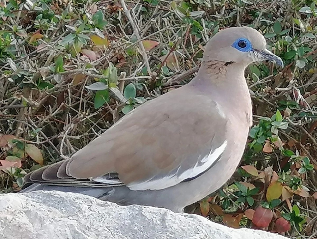 West Peruvian Dove - ML553068481