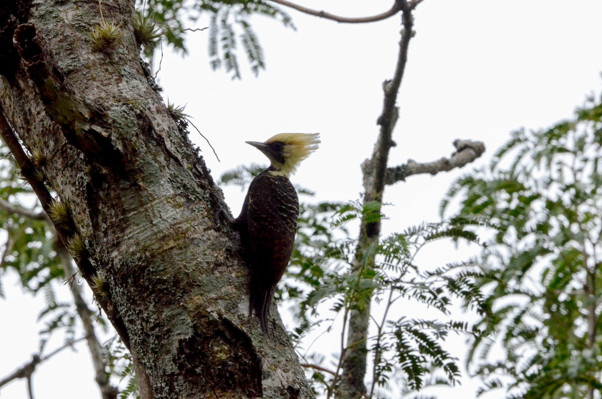 Pale-crested Woodpecker - ML553068621