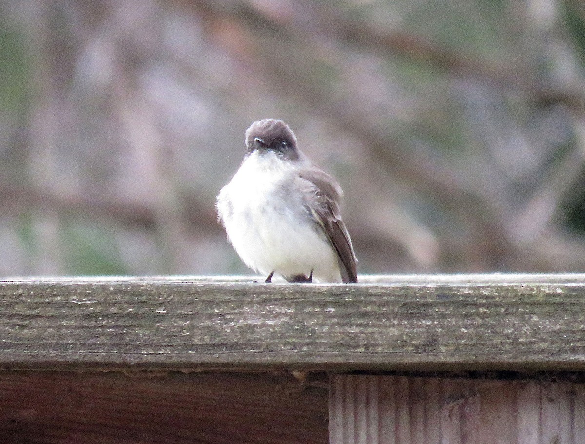 Ebird Checklist Apr Kettle Moraine Sf Paradise Springs