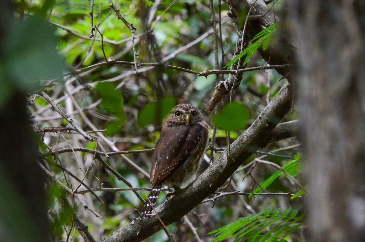 Ferruginous Pygmy-Owl - ML553070001
