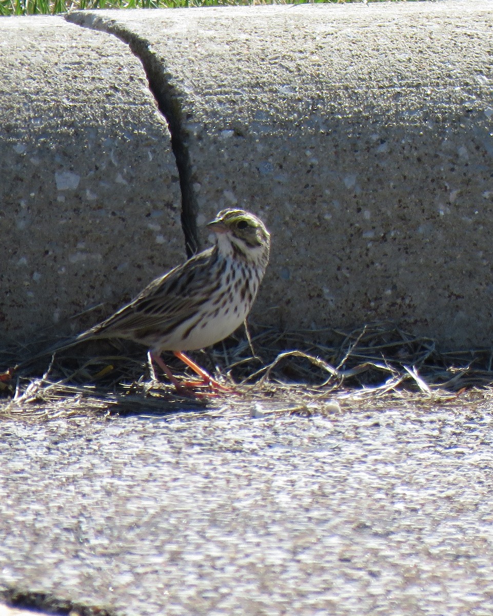 Savannah Sparrow - ML553071711