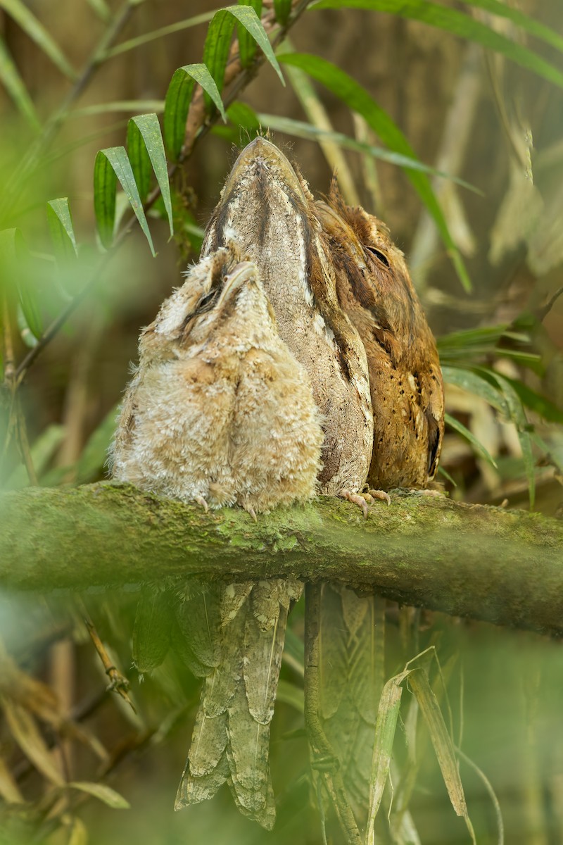 Marbled Frogmouth - ML553074661
