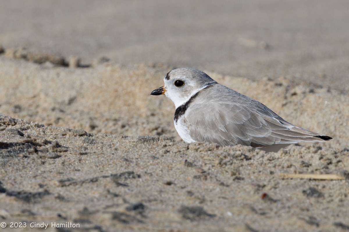Piping Plover - ML553081621