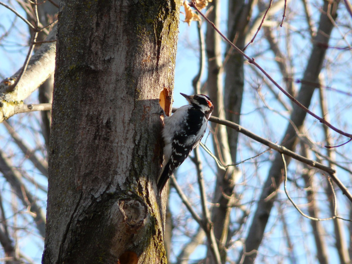 Hairy Woodpecker - ML55308351