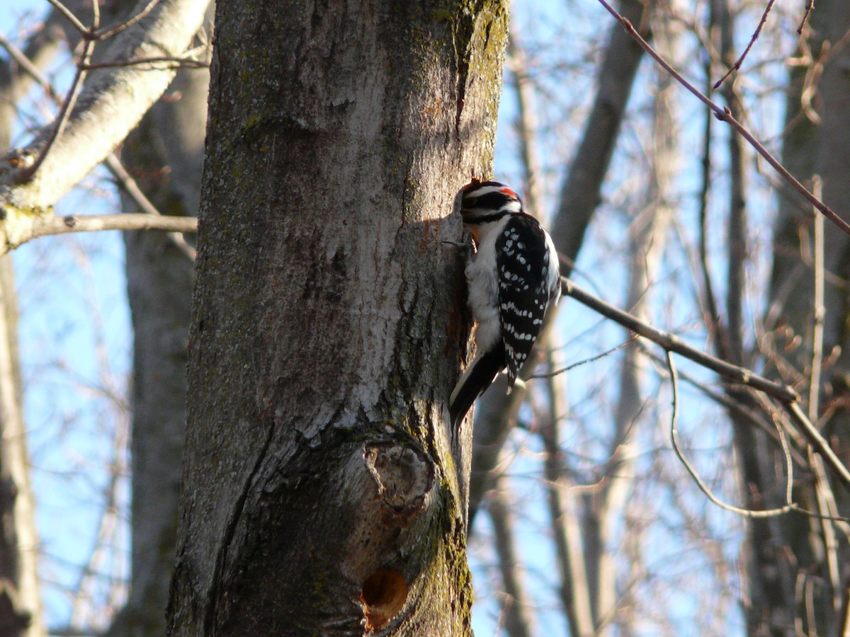 Hairy Woodpecker - ML55308371