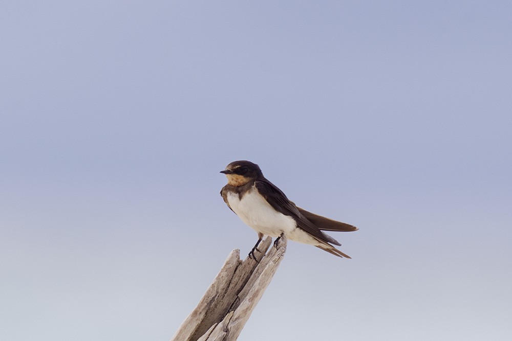 Barn Swallow - ML553085161