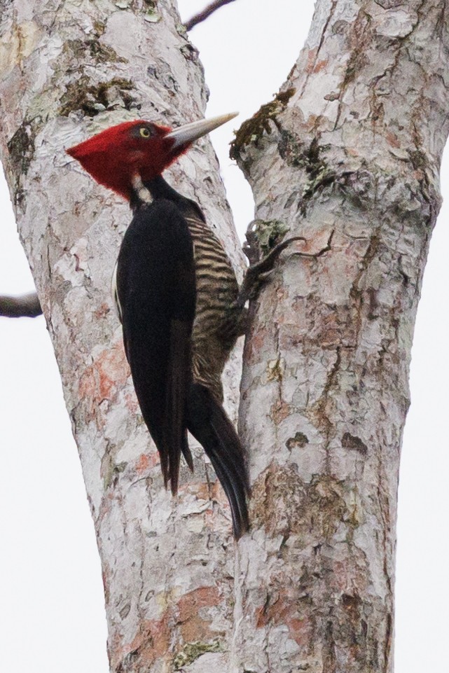 Pale-billed Woodpecker - ML553086991