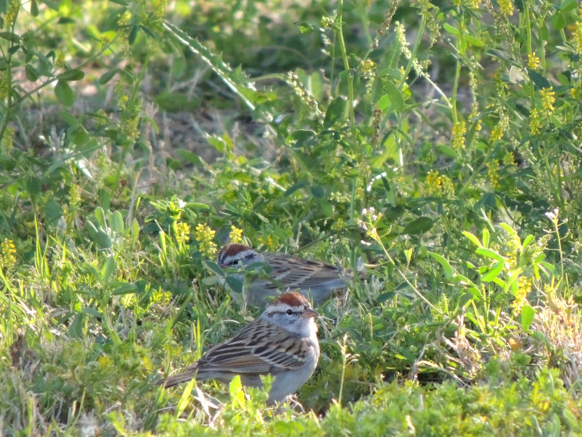 Chipping Sparrow - ML553093411