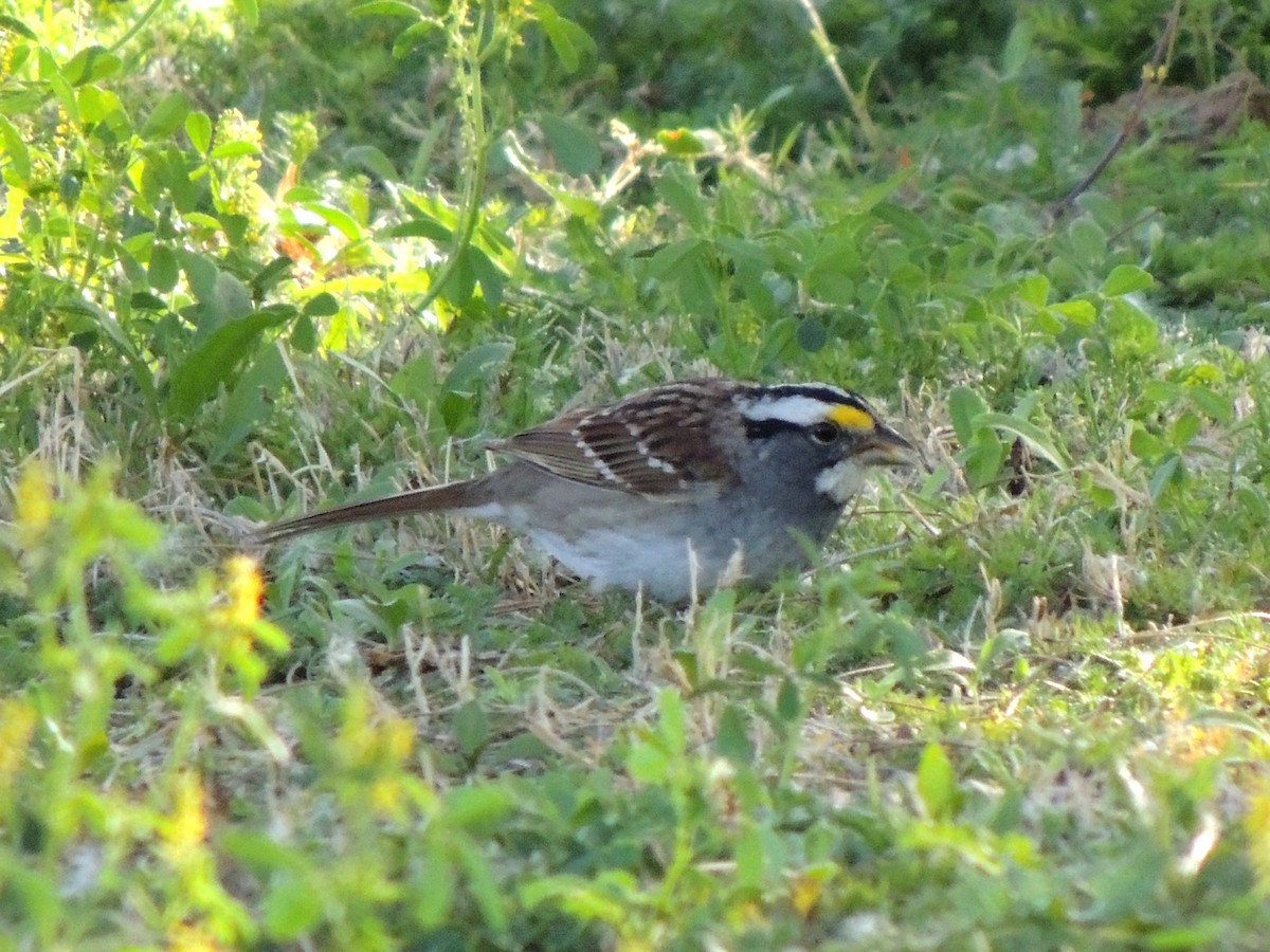 White-throated Sparrow - ML553093831