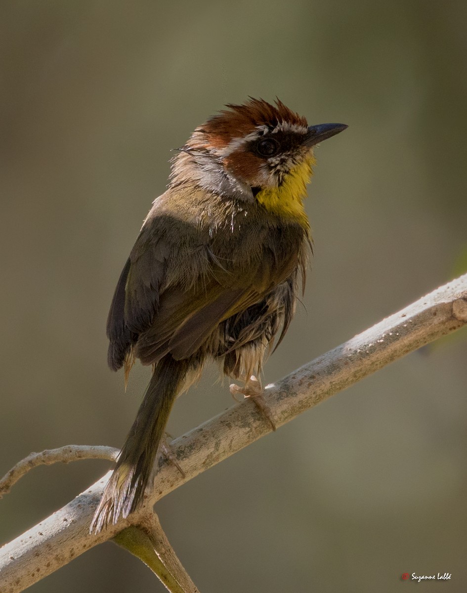 Rufous-capped Warbler - Suzanne Labbé
