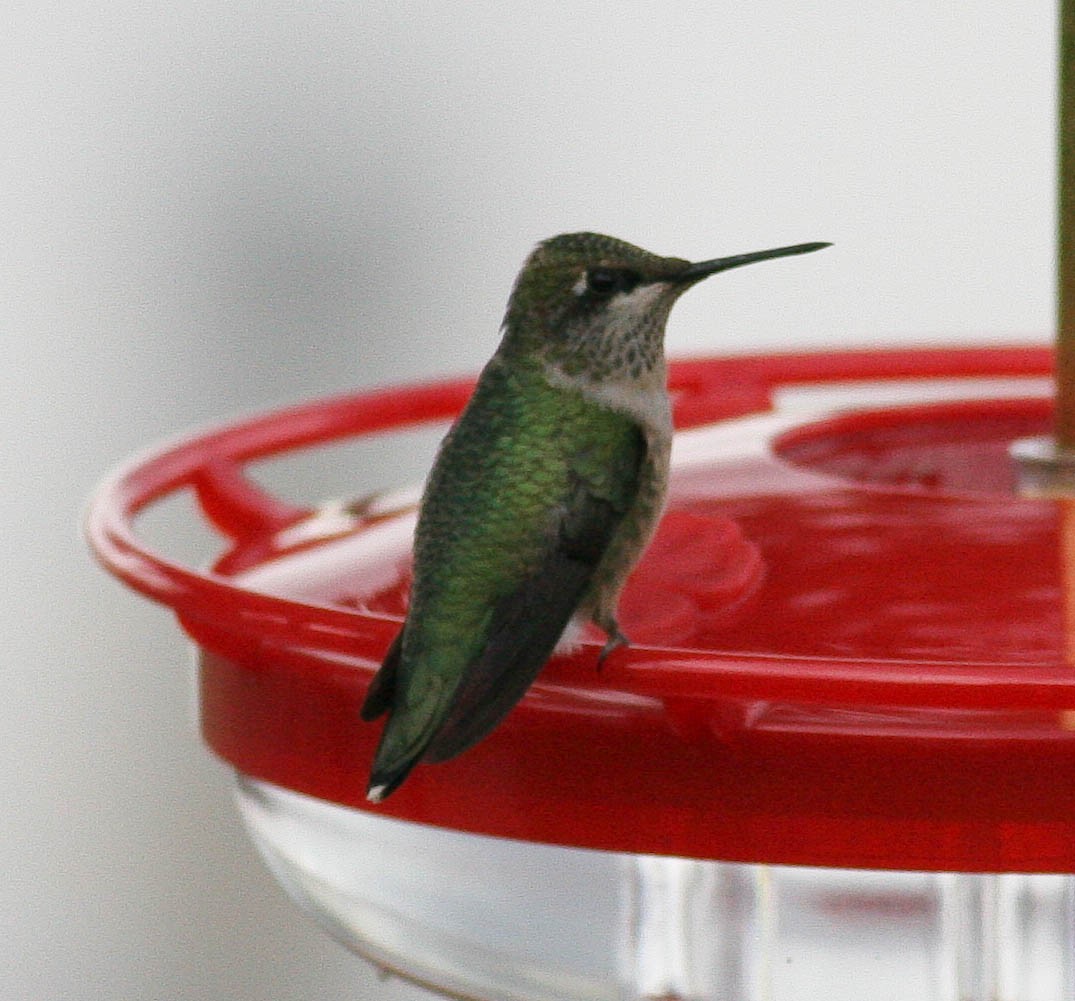 Ruby-throated Hummingbird - ML553099641