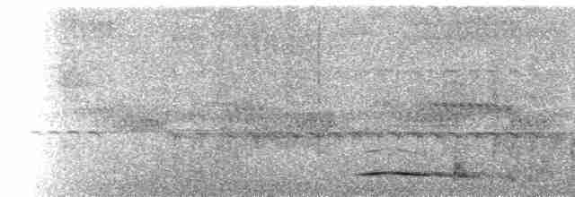  - Sandy Scops-Owl (Reddish)