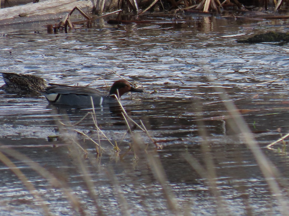 Green-winged Teal - ML553101421