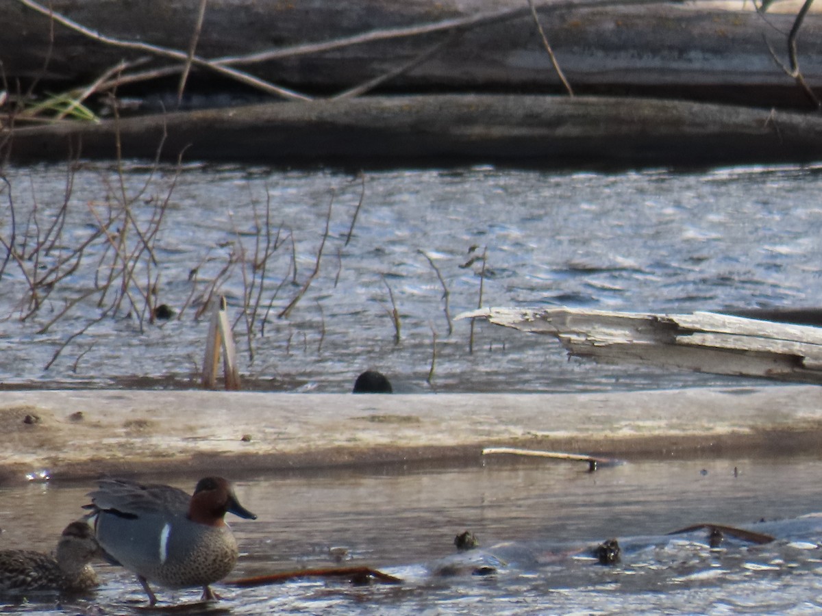 Green-winged Teal - ML553102621