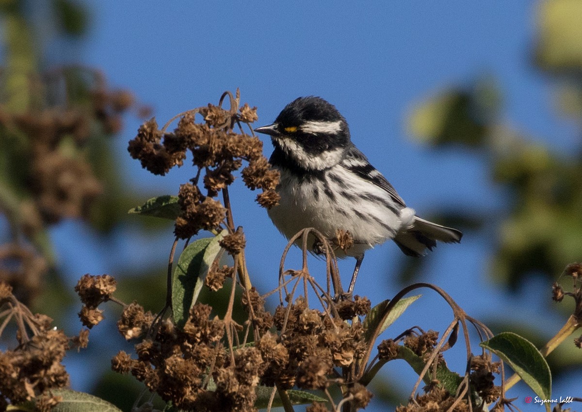 Black-throated Gray Warbler - Suzanne Labbé