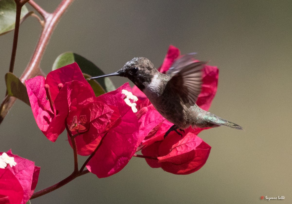 Black-chinned Hummingbird - ML55310881