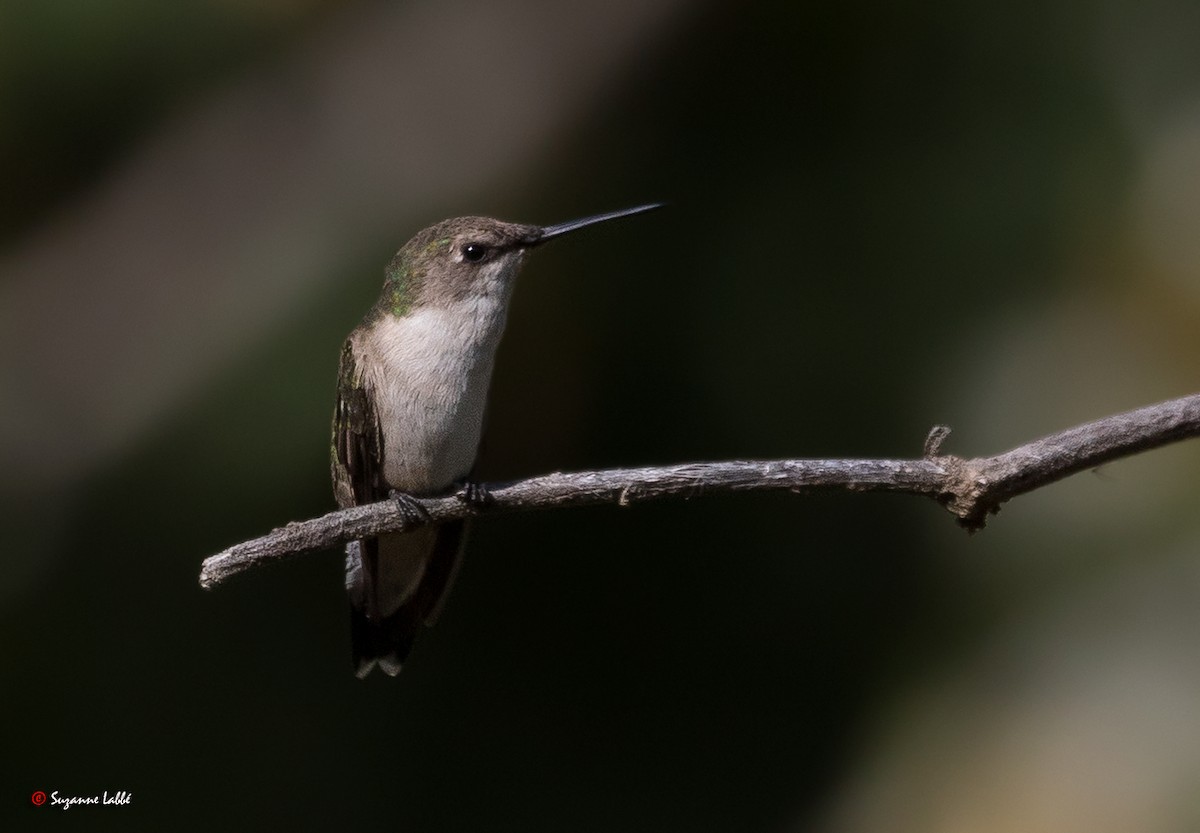 Ruby-throated Hummingbird - ML55310901