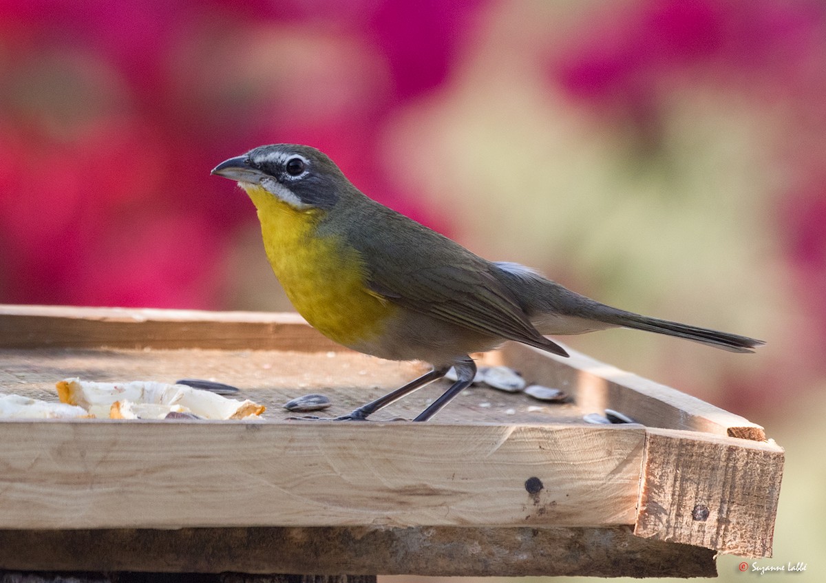 Yellow-breasted Chat - ML55310911