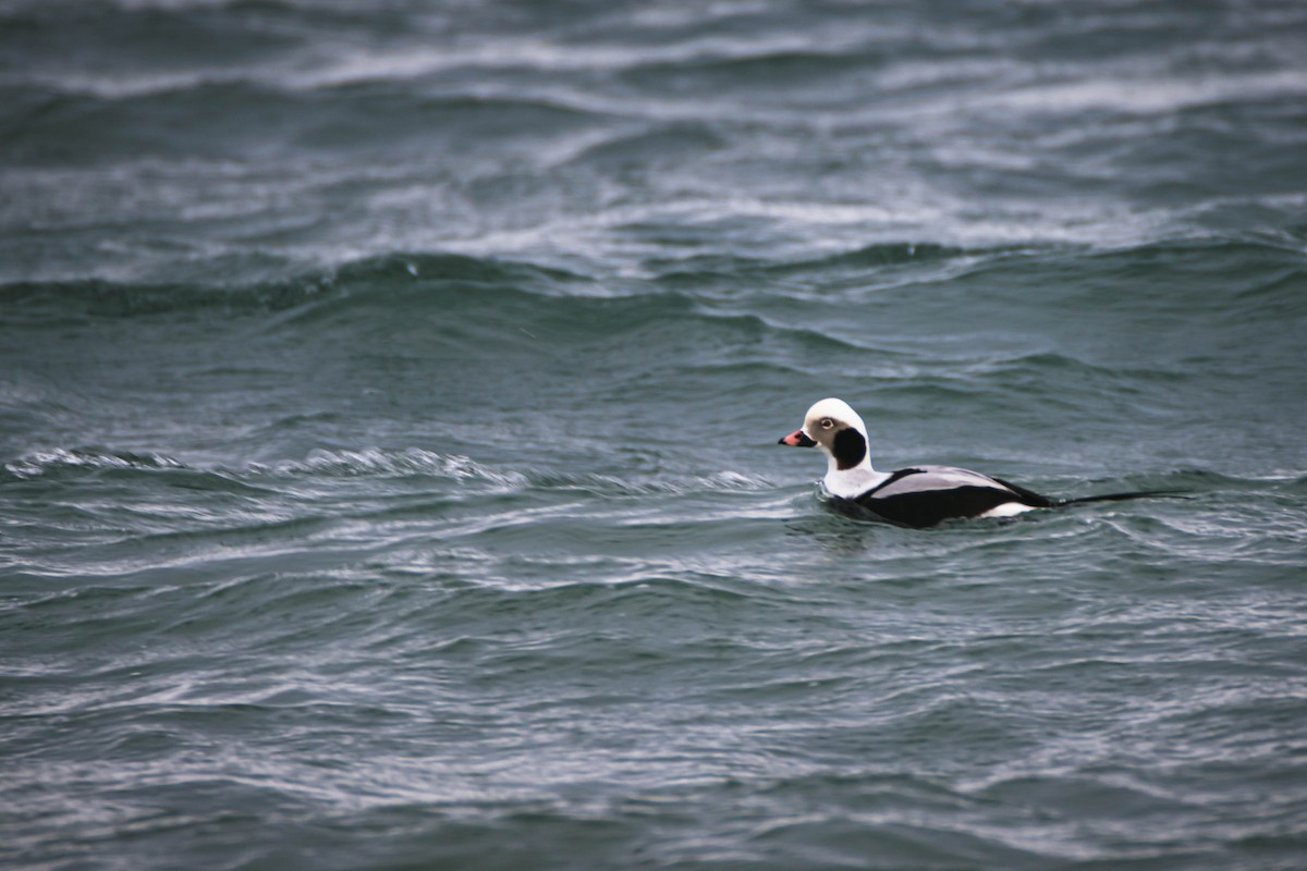 Long-tailed Duck - ML553111051