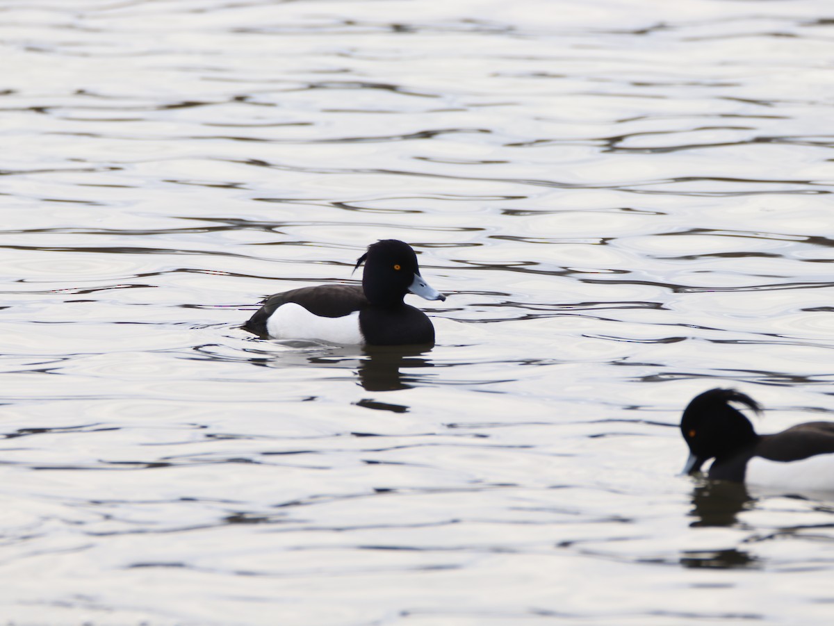 Tufted Duck - ML553113041