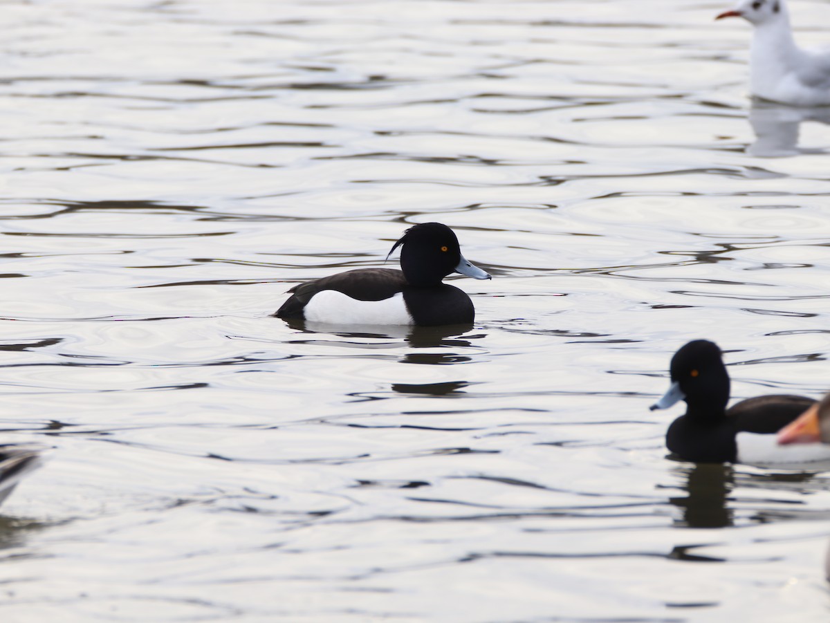 Tufted Duck - ML553113061