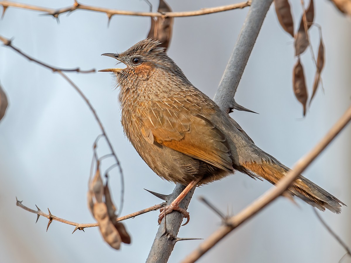 Striped Laughingthrush - Trochalopteron virgatum - Birds of the World