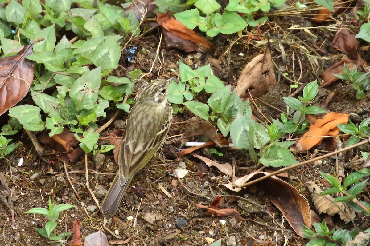 Olive-backed Pipit - ML553113691
