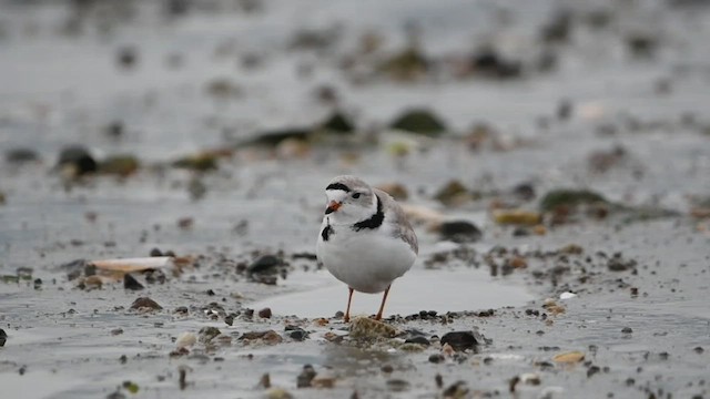 Piping Plover - ML553114861