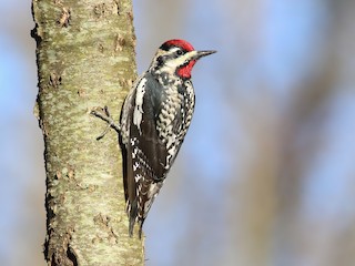  - Yellow-bellied Sapsucker