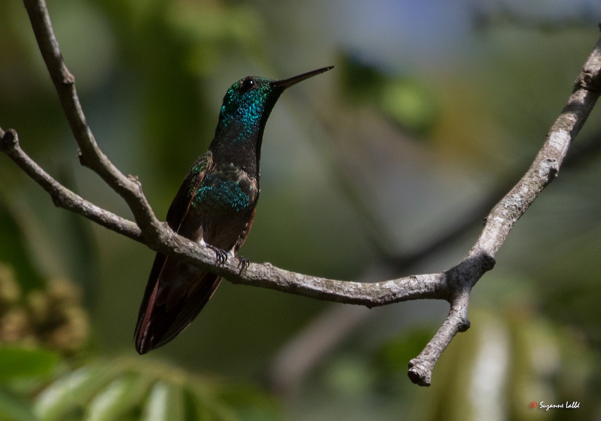 Berylline Hummingbird - Suzanne Labbé