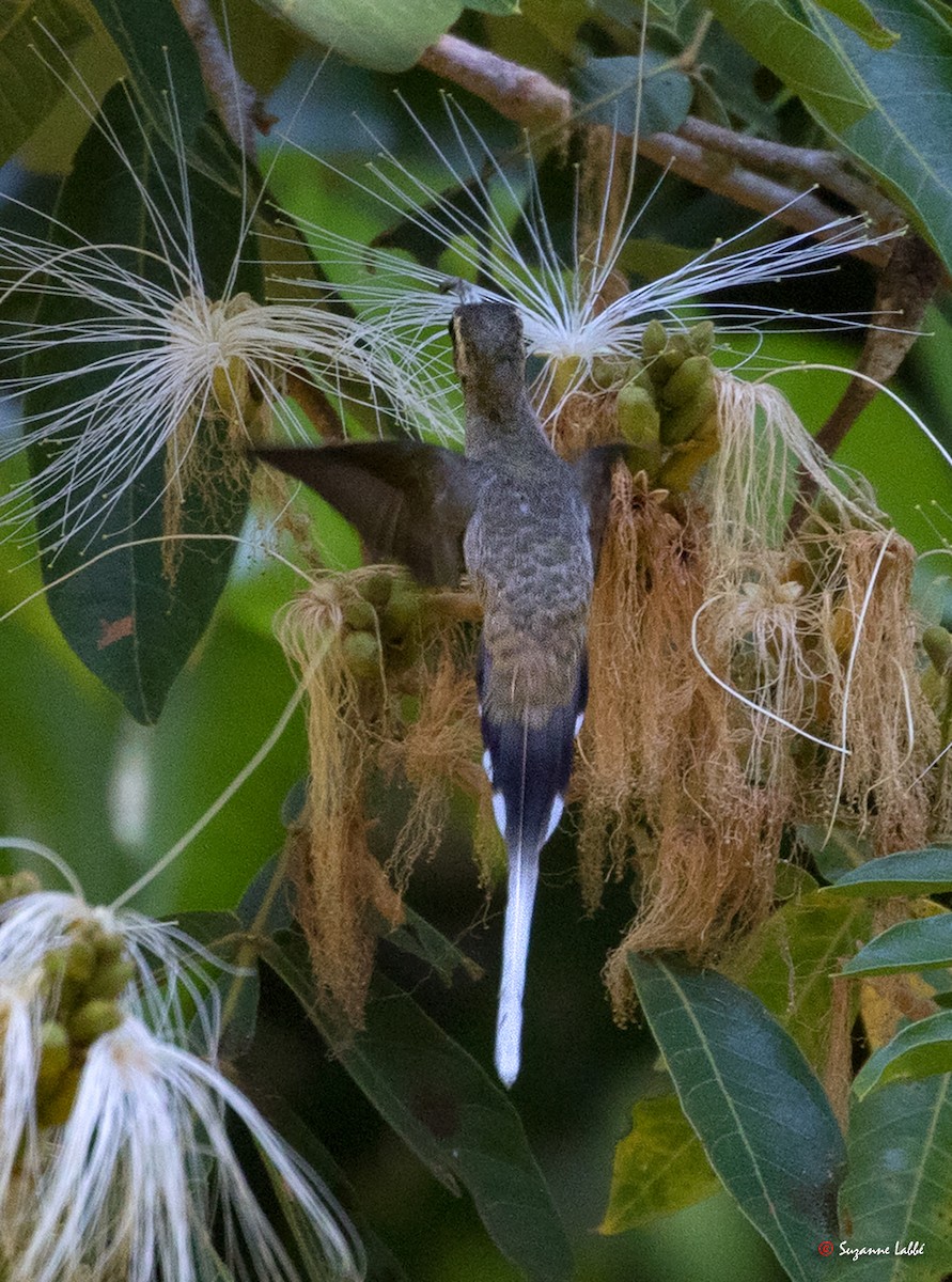 Мексиканский колибри-отшельник - ML55311691