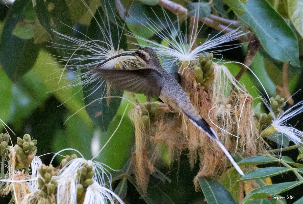 Мексиканский колибри-отшельник - ML55311701