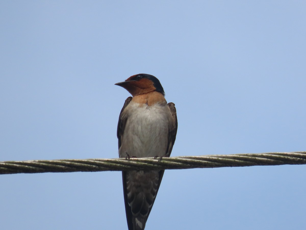 Pacific Swallow - ML553117401